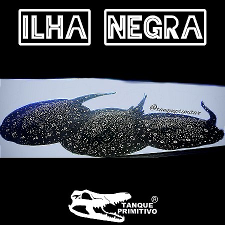 Peixe Arraia Leopoldi Ilha Negra (Potamotrygon leopoldi)