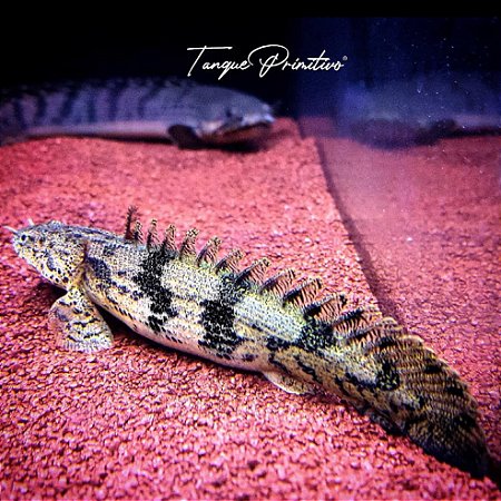 Peixe Polypterus endlicherii