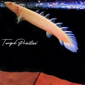 Peixe Polypterus senegalus Albino