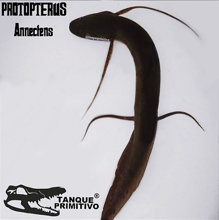 Peixe Protopterus annectens (West African Lungfish)