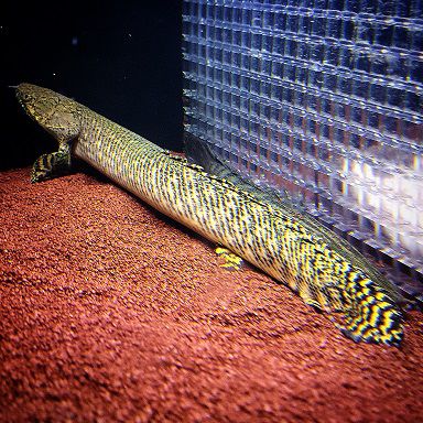 Peixe Polypterus ornatipinnis (Ornatos)