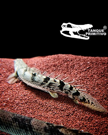 Peixe Polypterus delhezi