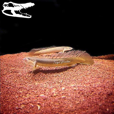 Peixe Polypterus senegalus Véu