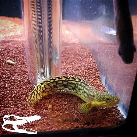 Peixe Polypterus palmas