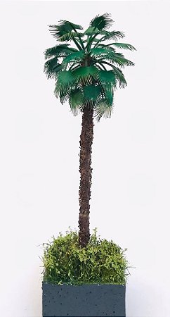 Palmeira Washigtonia tronco casca grossa