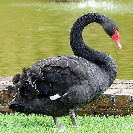 Cisne Negro de 6 a 12 meses - Sitio Refúgio das Aves de Lumiar (a partir de Julho/2021)