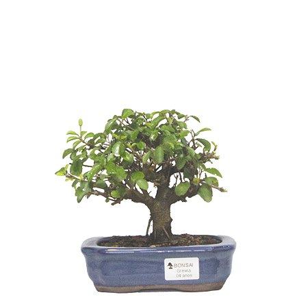 Bonsai de Grewia Occidentalis (Flor de Lótus) 4 anos (20 cm)