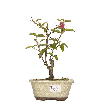 Bonsai de Primavera Boungavillea 3 anos (26 cm)