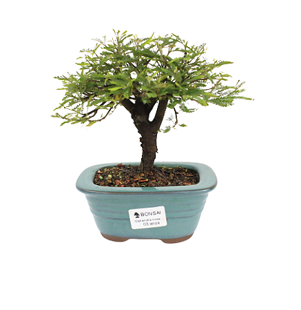 Bonsai de Calliandra Rosa  3 Anos ( 18,5 cm )