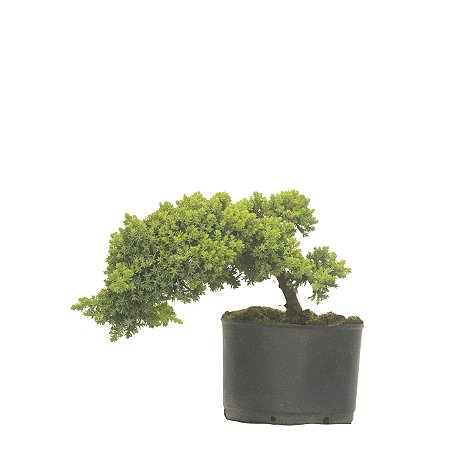 Pré Bonsai de Junípero Procumbens (muda) 2 anos (20cm)