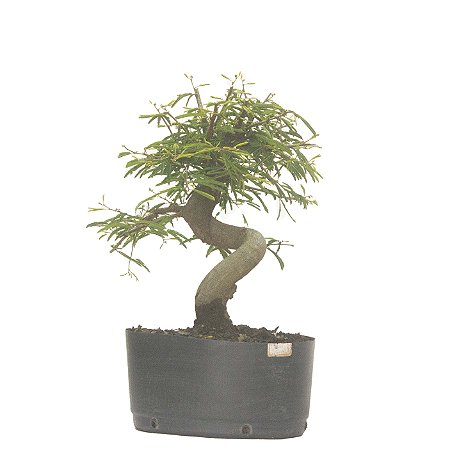 Pré Bonsai de Calliandra 4 Anos (32 cm) com Movimento