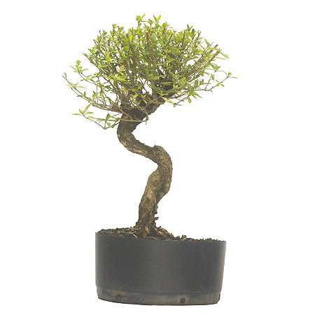 Pré Bonsai de Serissa (Phoetida) 4 anos (35 cm)