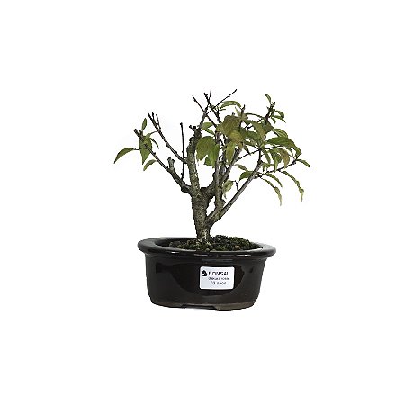 Bonsai de Sakura Anã 3 anos (22 cm) Florescendo