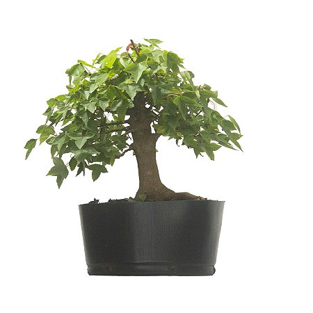 Pré Bonsai de Acer Kaede (muda) 5 anos 36 cm