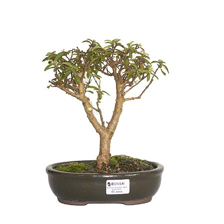 Bonsai de Mini Goiaba (silvestre) 5 anos (24 cm )