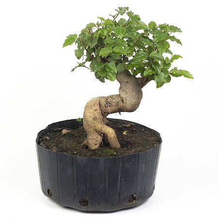 Pré Bonsai de Ligustrinho 6 anos ( 33 cm)