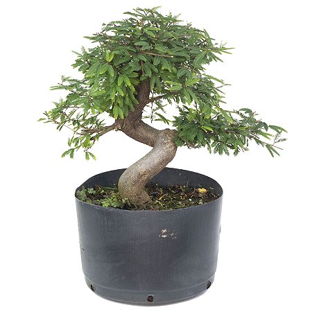 Pré Bonsai de Calliandra 6 Anos (37 cm) com Movimento