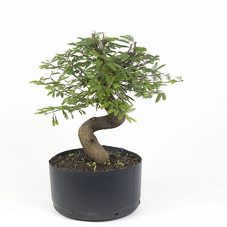 Pré Bonsai de Calliandra 5 Anos (32 cm) com Movimento