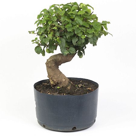 Pré Bonsai de Ligustrinho 6 anos ( 37 cm)