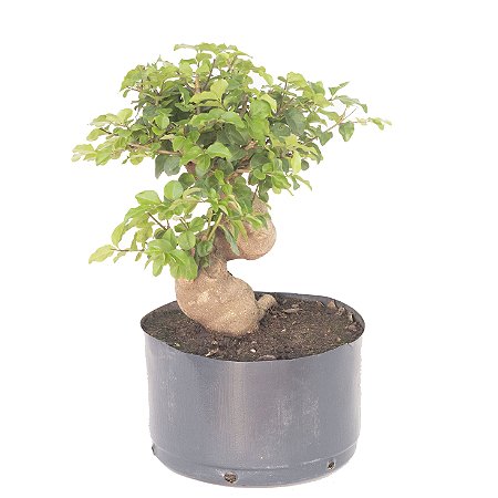 Pré Bonsai de Ligustrinho 6 anos ( 36 cm)