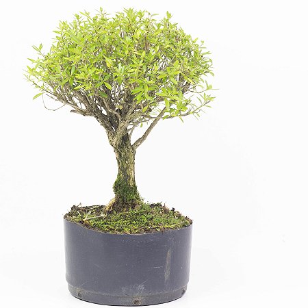 Pré Bonsai de Serissa (Phoetida) 4 anos ( 37 cm)