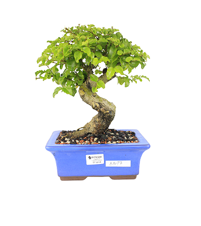 Bonsai de Ligustrinho 7 anos ( 28 cm)