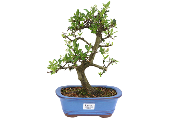 Bonsai de Piracanta Amarela 6 anos ( 34 cm)