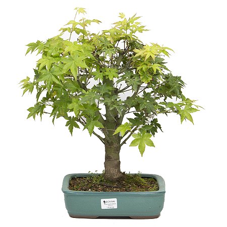 Bonsai de Acer Palmatum 14 Anos ( 40 cm)