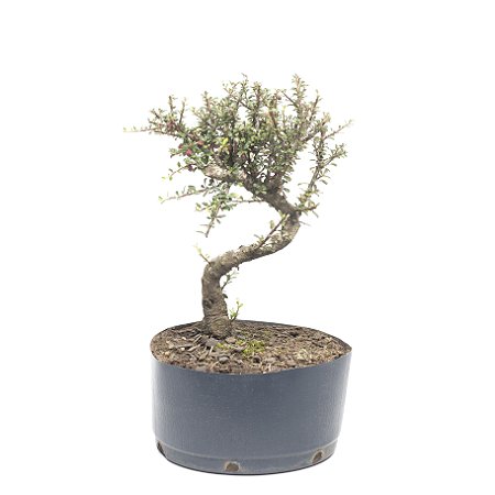 Pré Bonsai de Cotoneaster Apiculata 4 anos (38 cm)