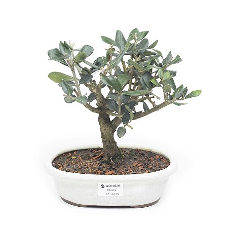 Bonsai de Oliveira 5 anos (23cm)