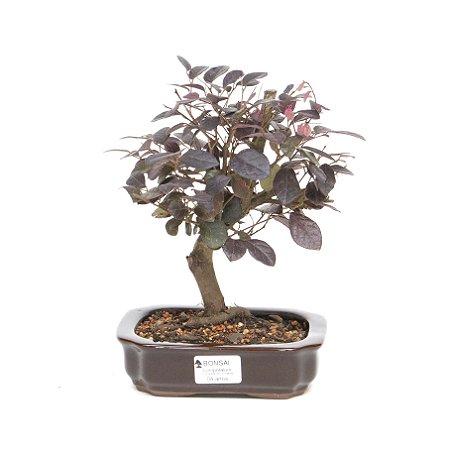 Bonsai de Loropetalum Rubrum 4 anos ( 24cm)