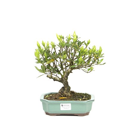 Bonsai de Jasmim do Cabo 5 anos - 26 cm