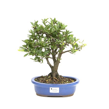 Bonsai de Piracanta Amarela 5 anos ( 30 cm)