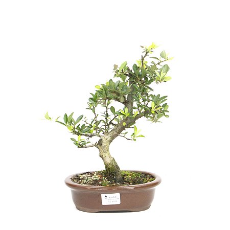 Bonsai de Piracanta Amarela 5 anos ( 30 cm)