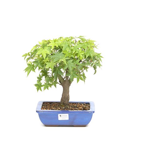 Bonsai de Acer Palmatum 6 Anos ( 28 cm)