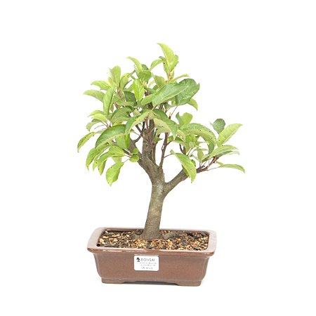 Macieira Anã (Malus Everest) 6 anos - 30 cm - Frutificando