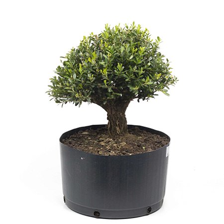 Pré Bonsai de Buxus Harlandi 7 anos (37 cm)