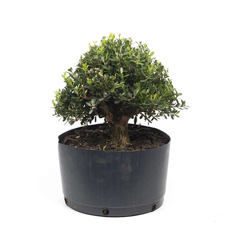 Pré Bonsai de Buxus Harlandi 7 anos (35 cm)