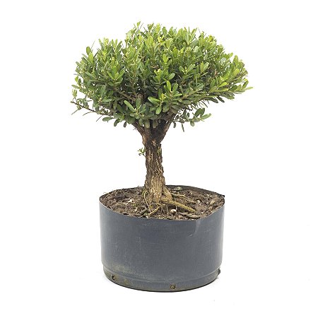 Pré Bonsai de Buxus Harlandi 4 anos (32 cm)