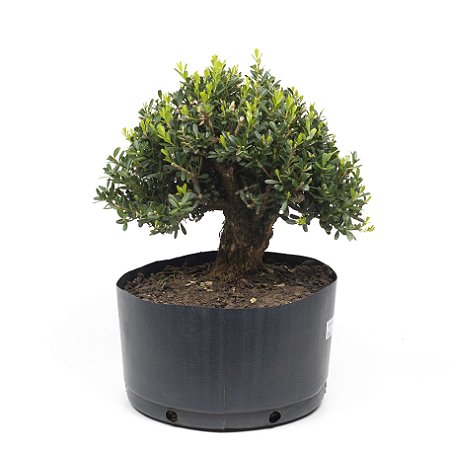 Pré Bonsai de Buxus Harlandi 9 anos (35 cm)