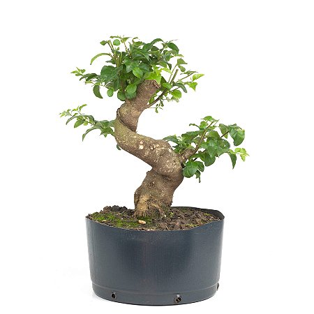 Pré Bonsai de Ligustrinho 6 anos ( 36 cm)