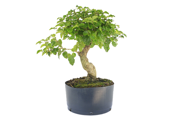 Pré Bonsai de Ligustrinho 5 anos ( 40 cm)