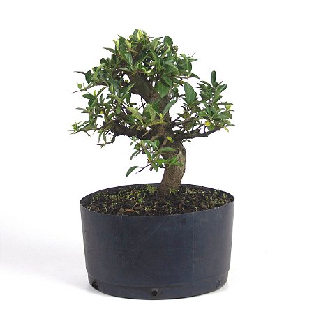 Pré Bonsai de Piracanta Amarela 4 anos (32 cm)