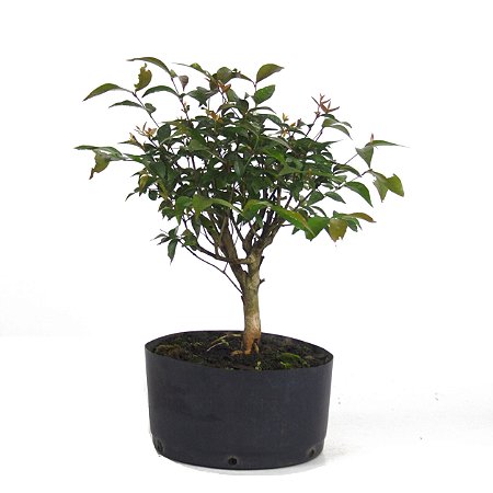 Pré Bonsai de Pitanga 3 anos ( 33 cm)