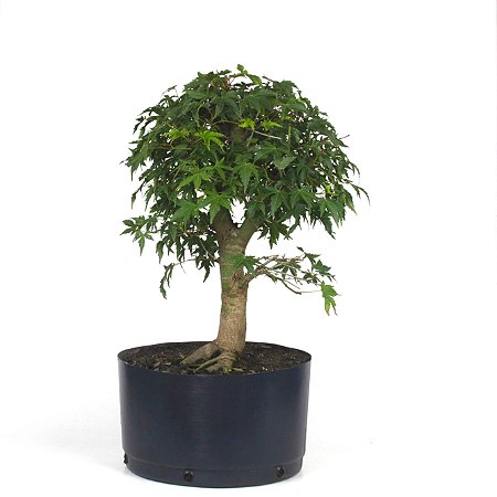 Pré Bonsai de Acer Palmatum ( Momiji ) 8 anos (50 cm)