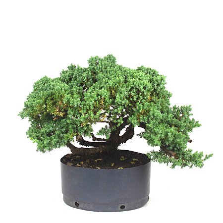 Pré Bonsai de Junípero Mini Jacaré 8 anos (40cm)