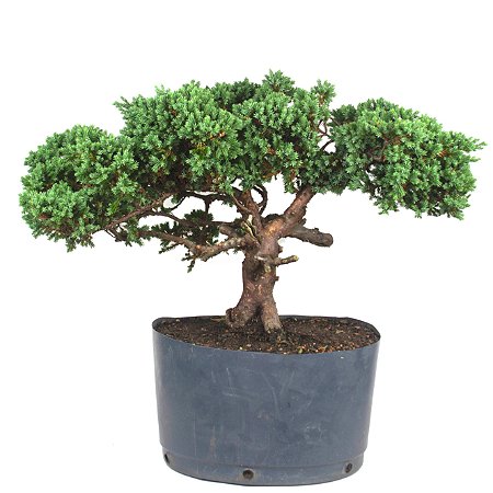 Pré Bonsai de Junípero Procumbens (muda) 8 anos (40cm)