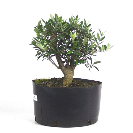 Pré Bonsai de Oliveira 5 anos (33 cm)