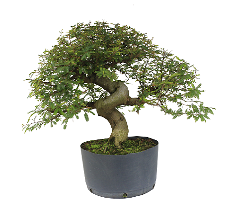 Pré Bonsai de Calliandra 9 Anos (48 cm) com Movimento