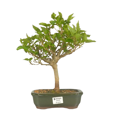 Bonsai (muda) de Amoreira 5 anos (40 cm) Frutificando